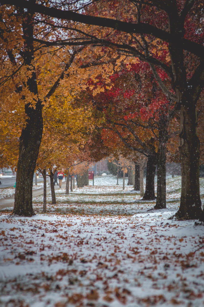 Urban Trees in the Snow